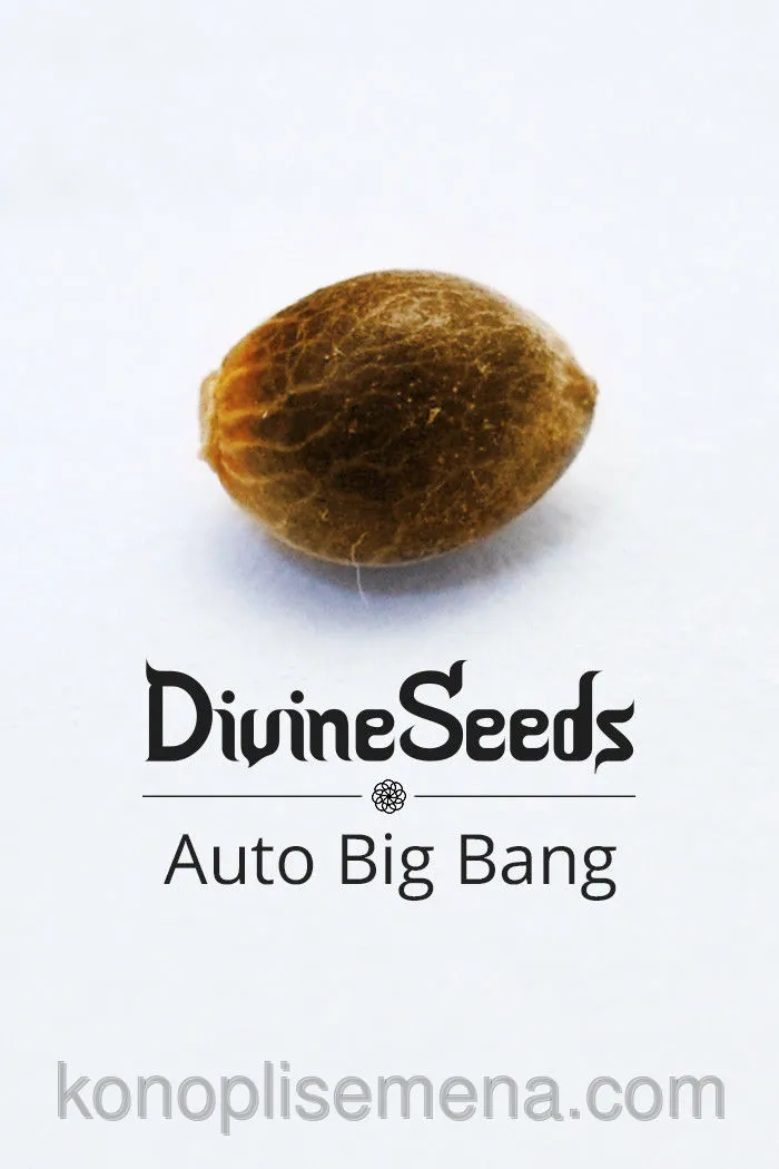 Auto Big Bang 4