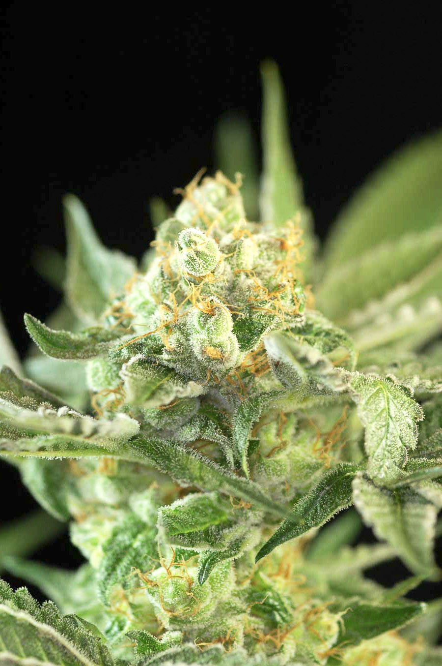 Auto Candy