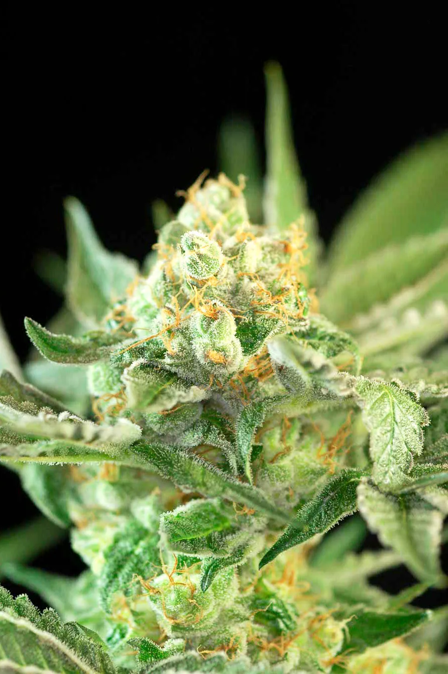 Auto Candy
