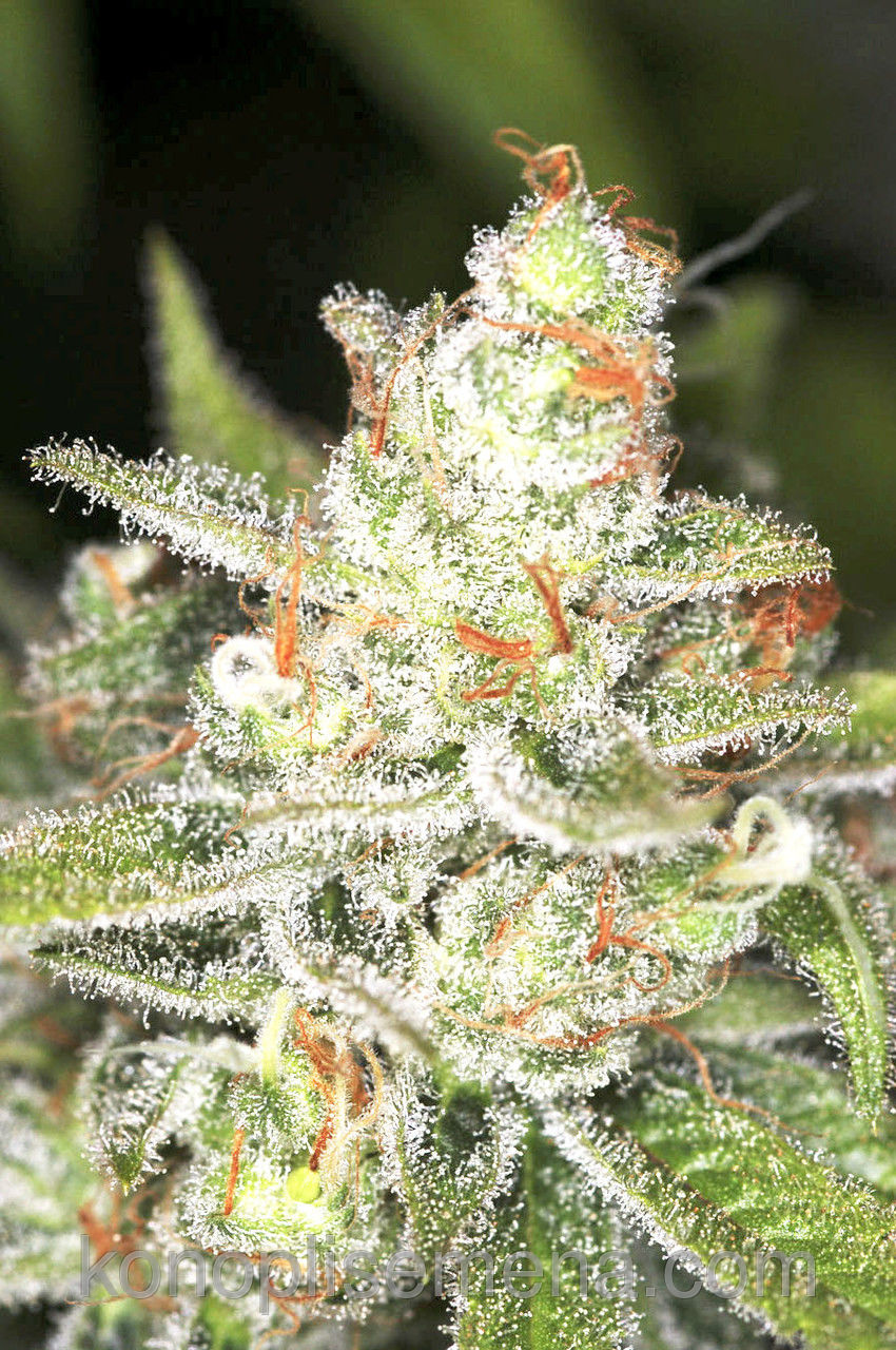 Auto Candy