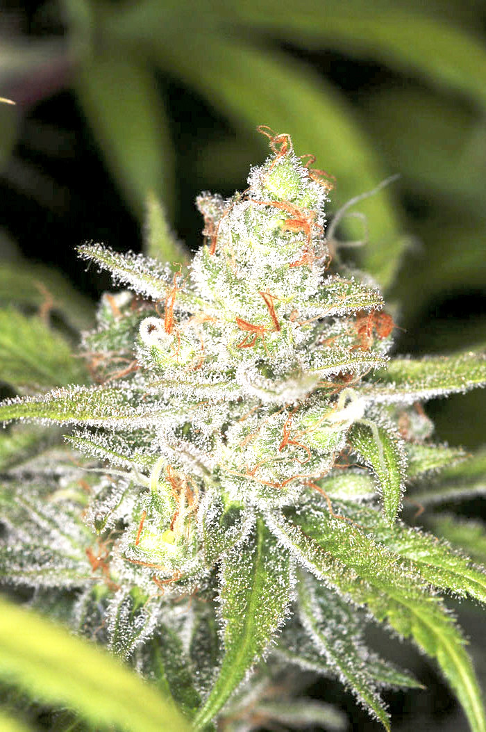 Auto Candy