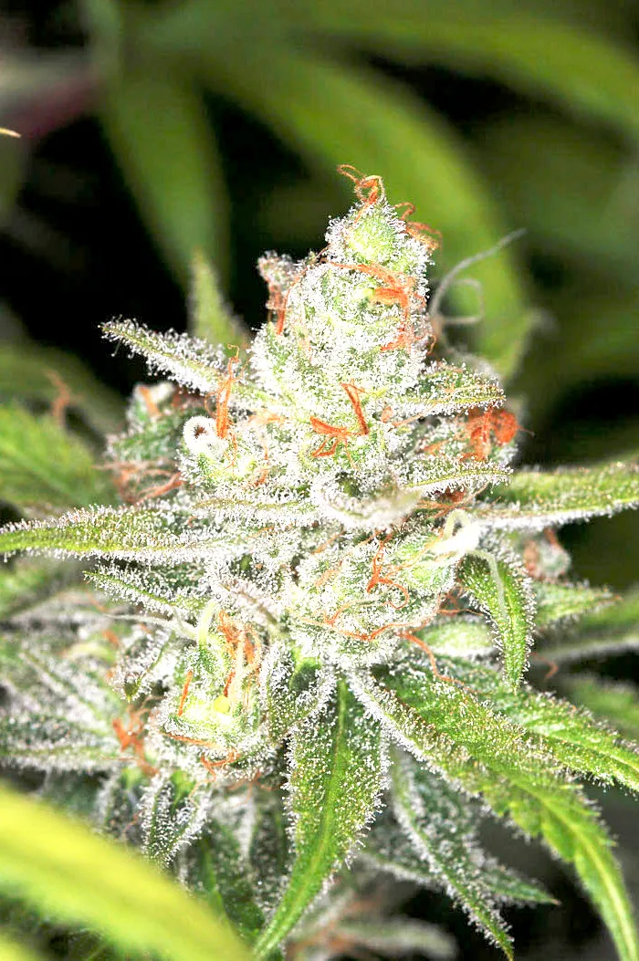 Auto Candy 3