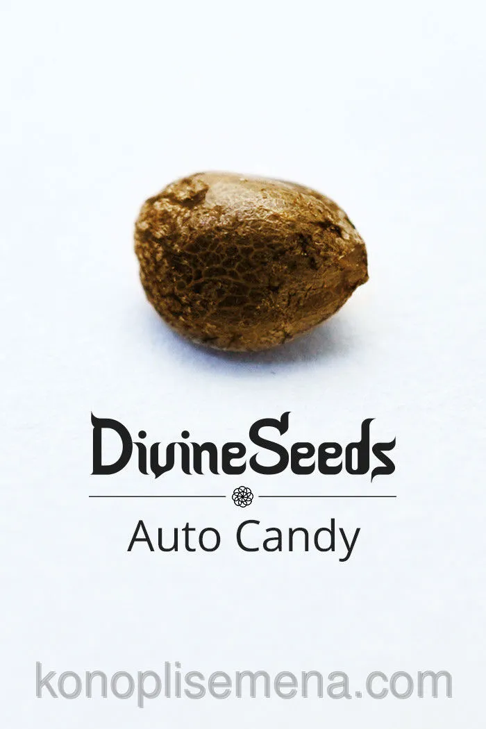 Auto Candy 6