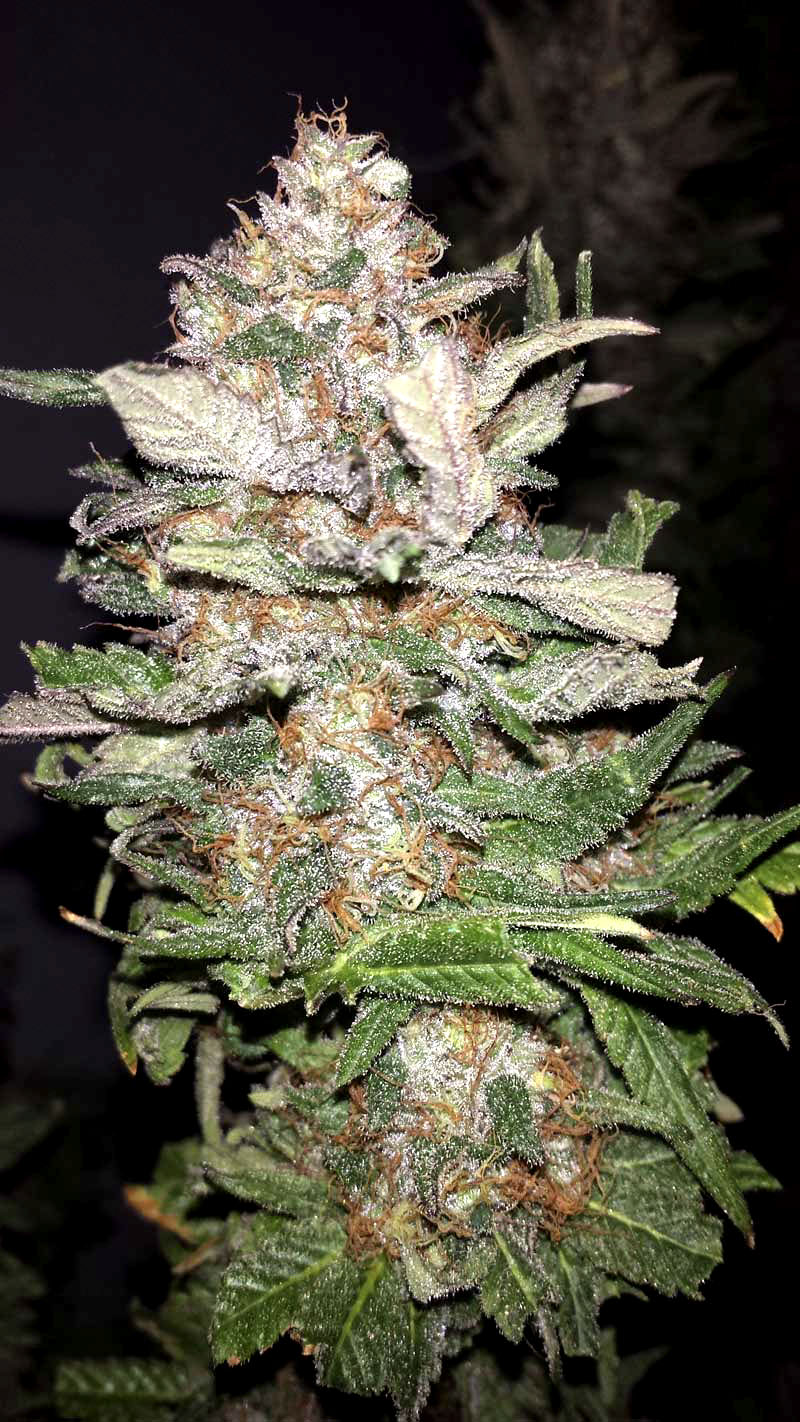Afghan Original