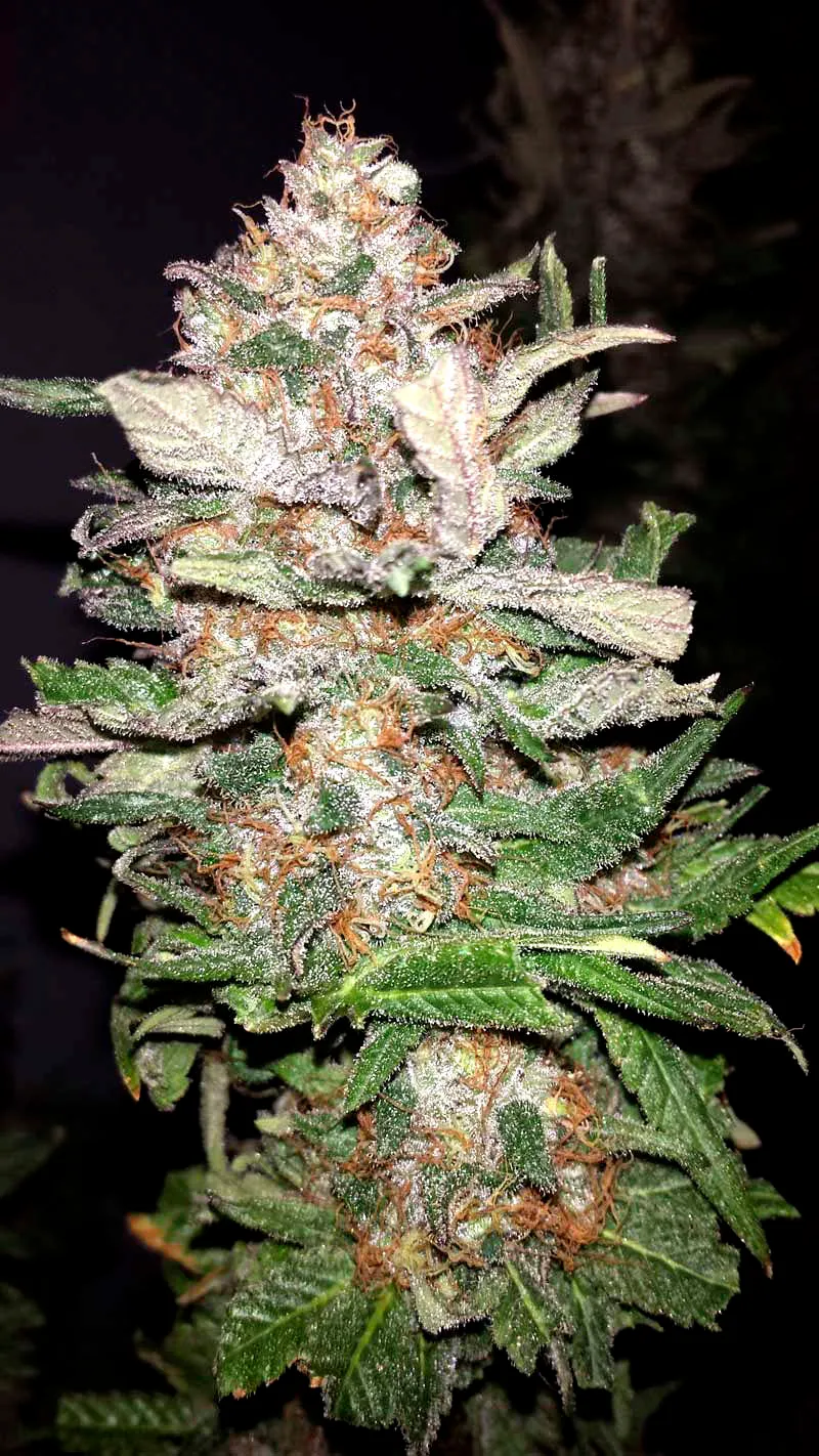 Afghan Original