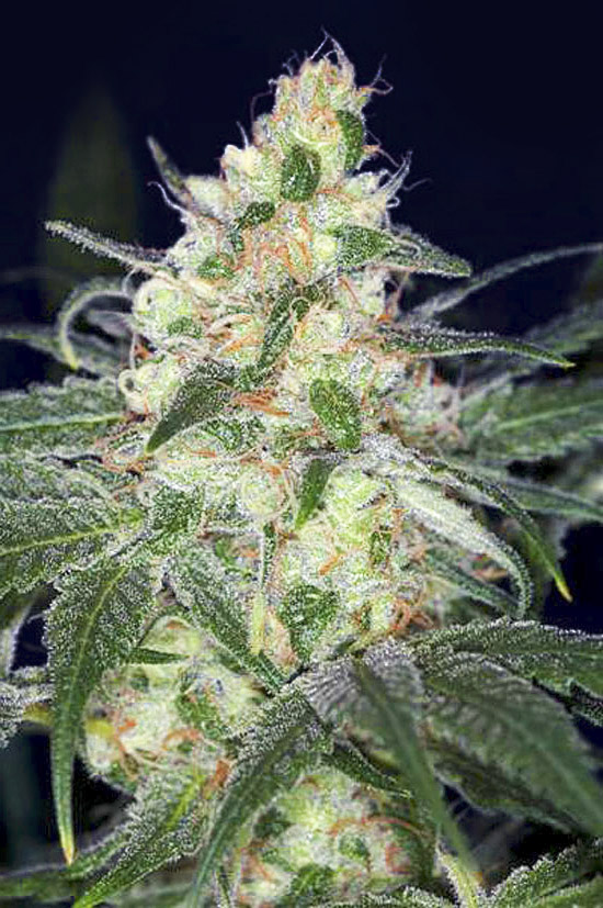 Afghan Original