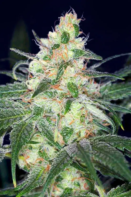 Afghan Original 2