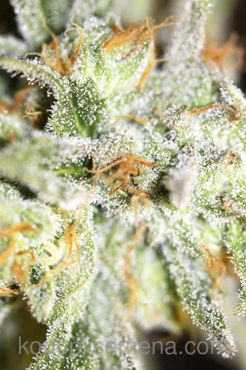 Afghan Original 3