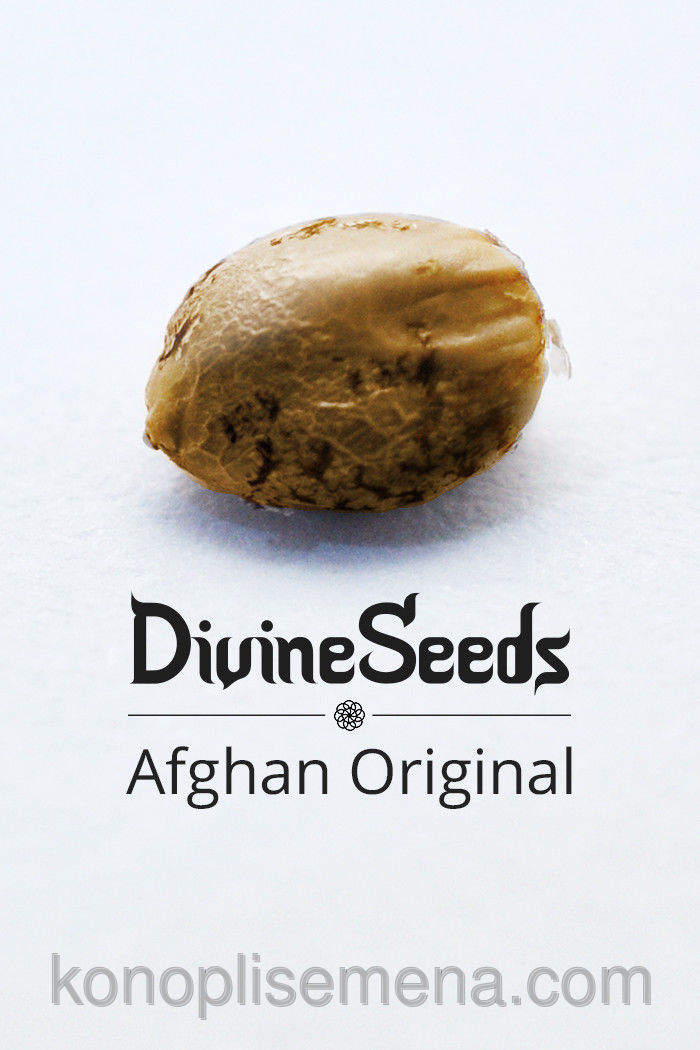 Afghan Original