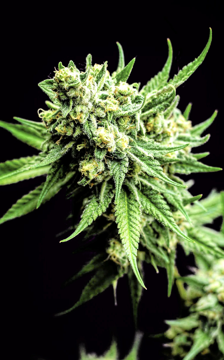 Divine Sativa