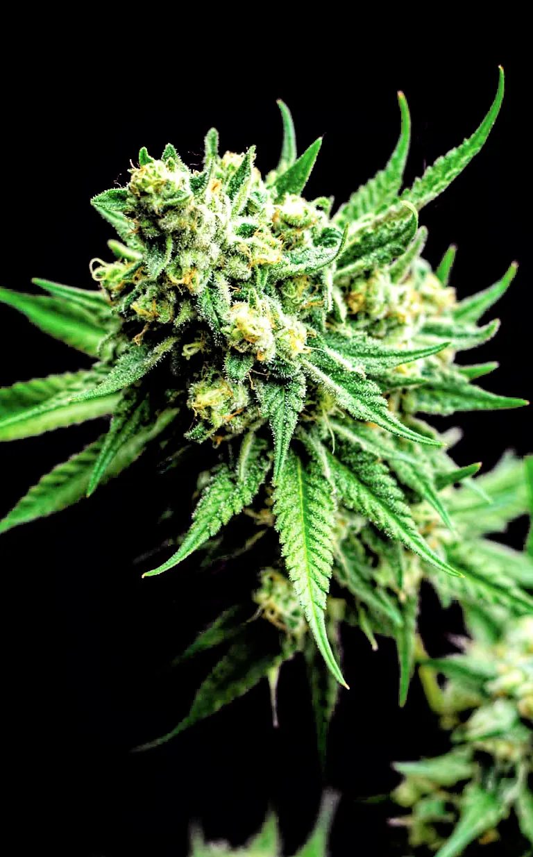 Divine Sativa
