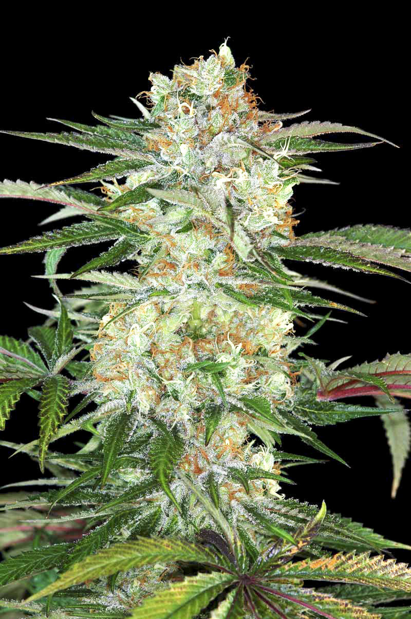 Divine Sativa