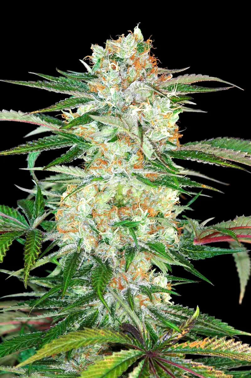 Divine Sativa 2