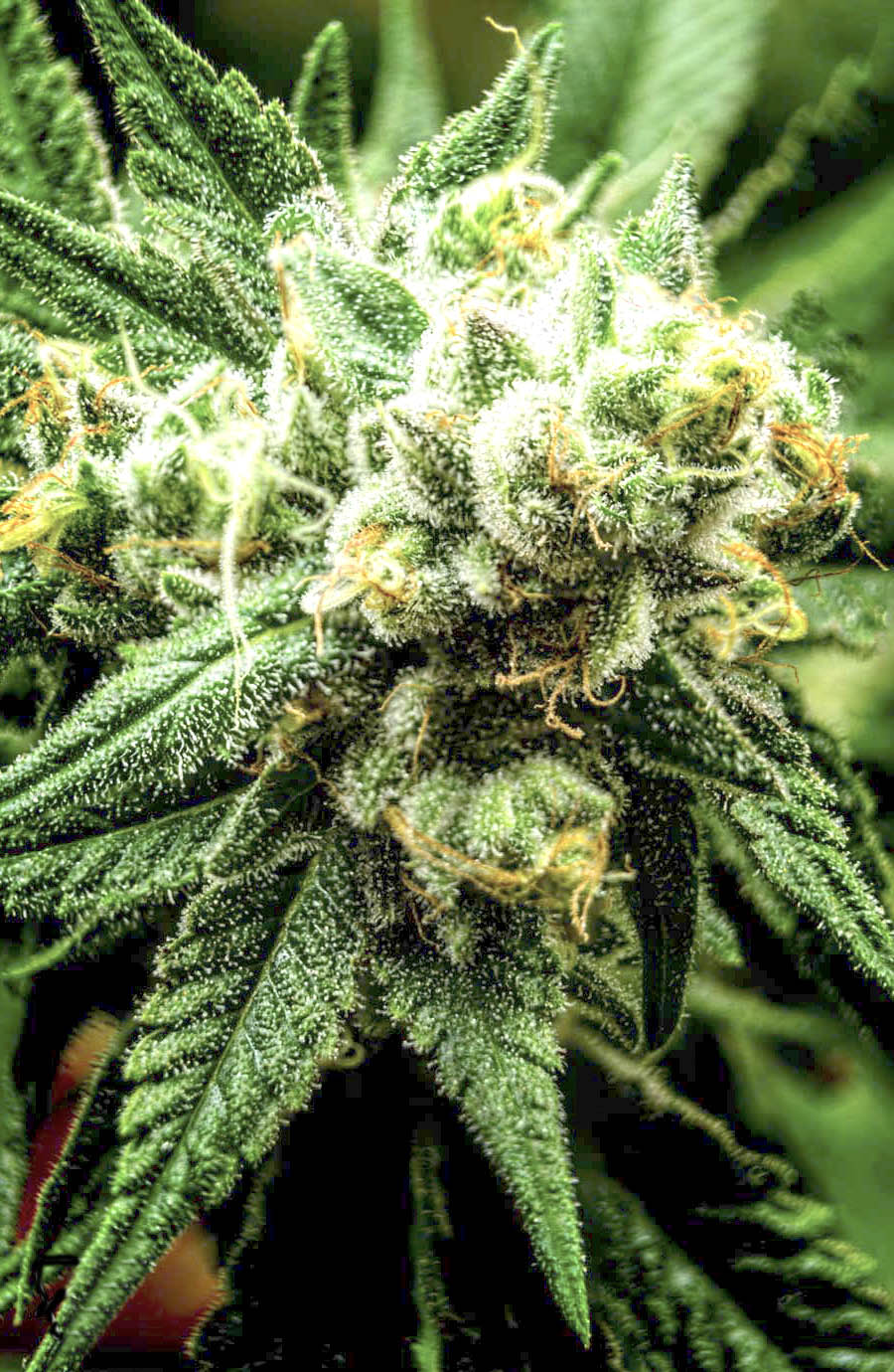 Divine Sativa