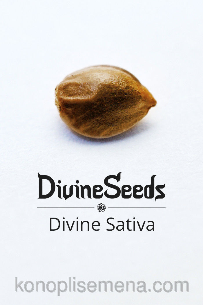 Divine Sativa