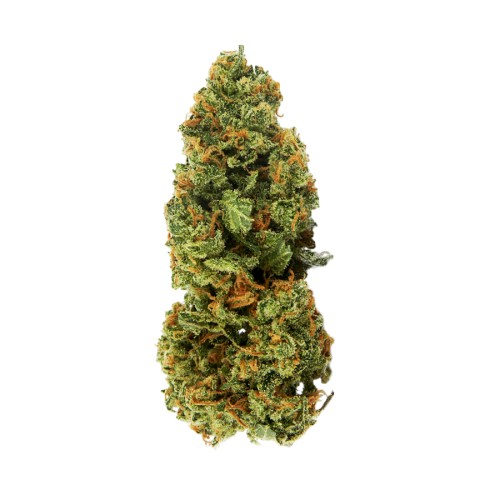 Auto Jamaica fem