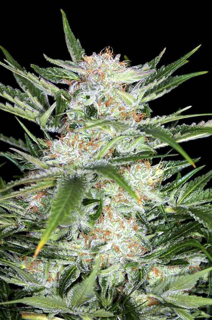 White Widow