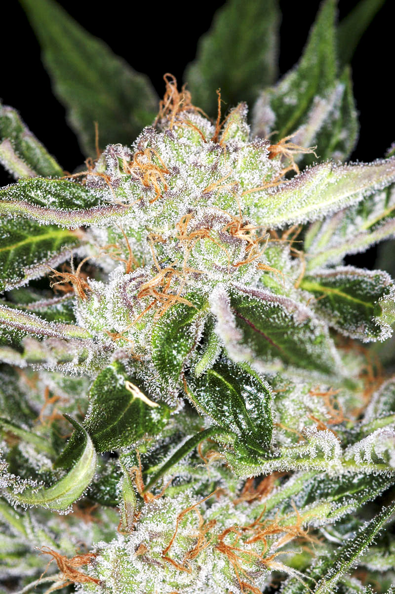 White Widow