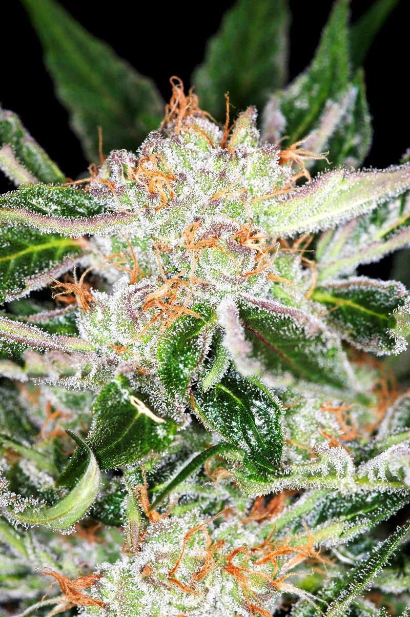 White Widow 2
