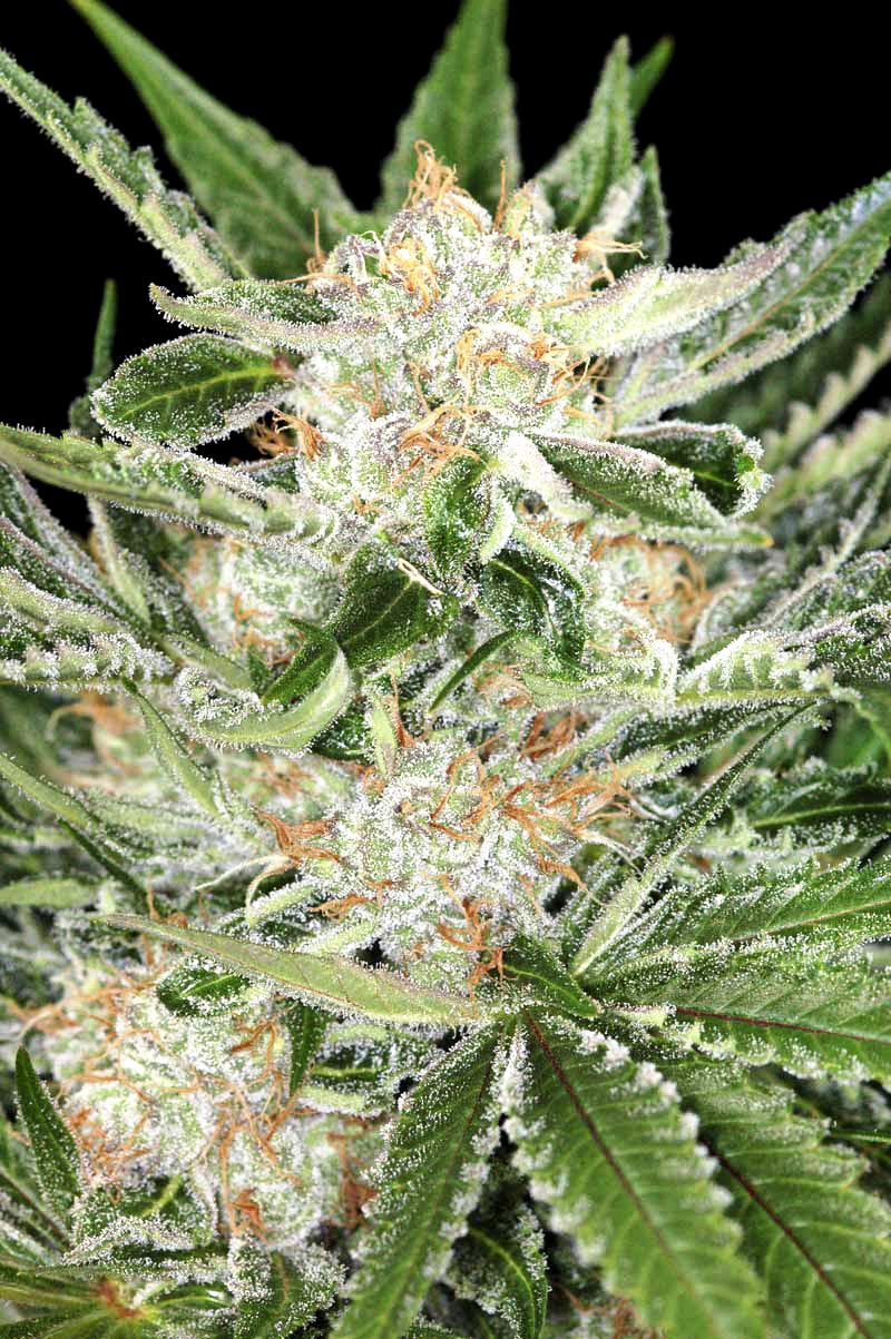 White Widow