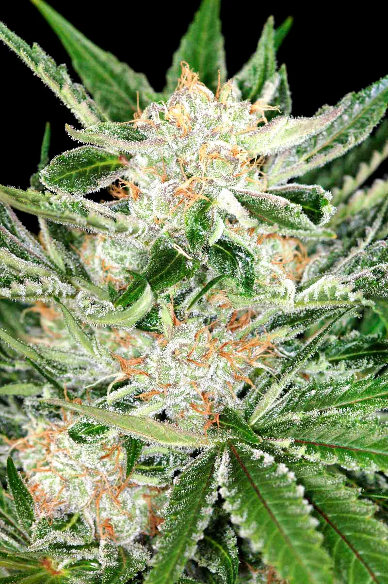 White Widow 3