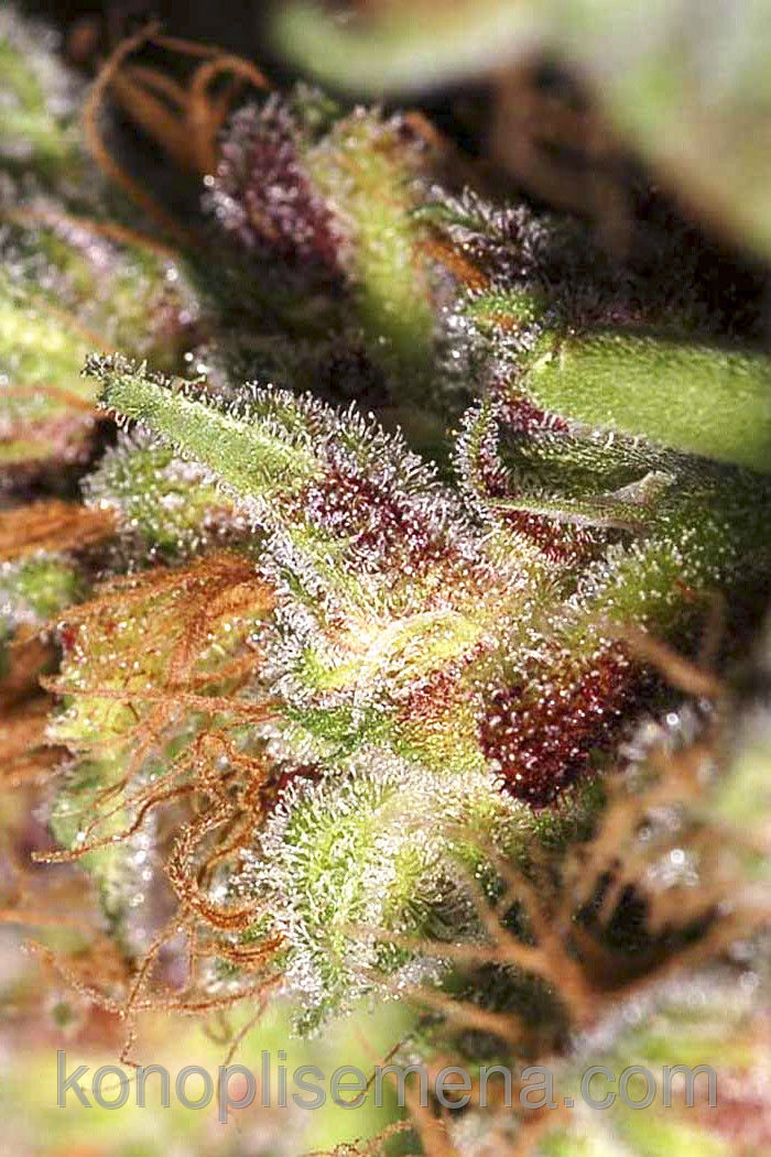 White Widow