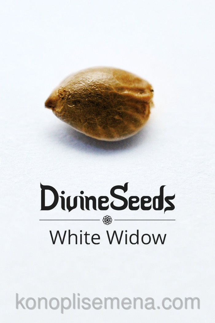 White Widow