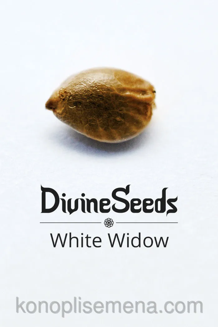 White Widow 6