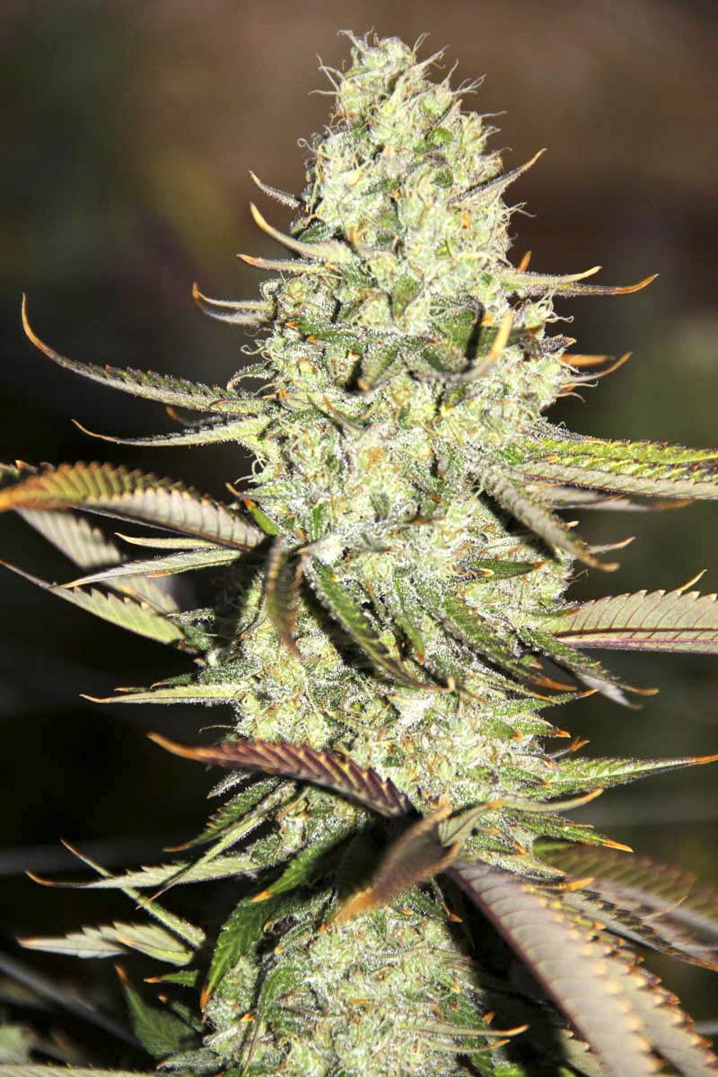 Auto Opium