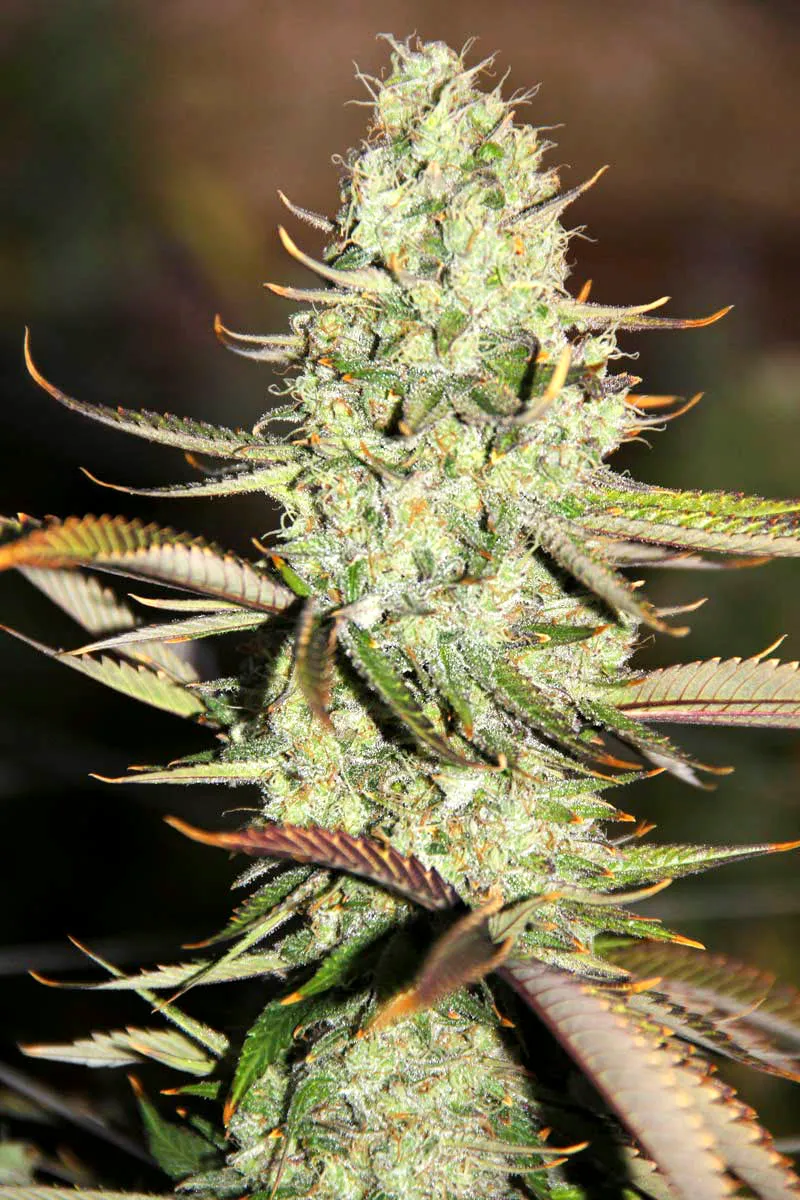 Auto Opium