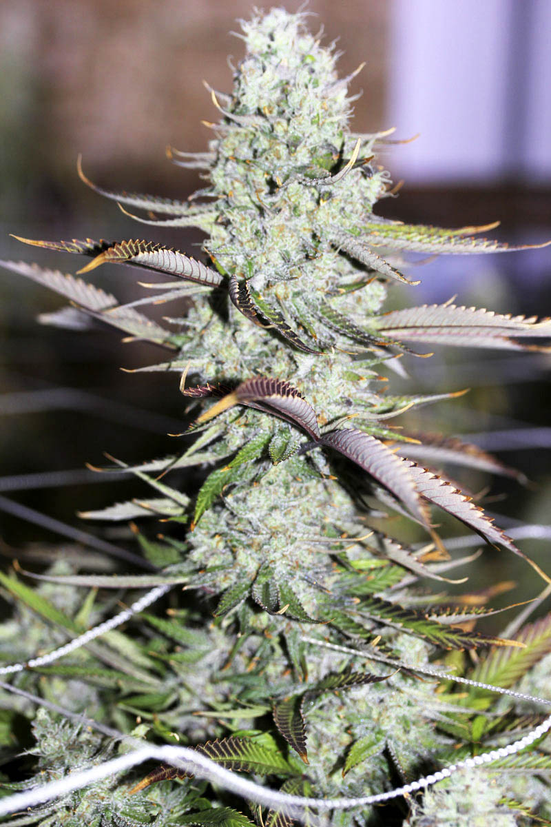 Auto Opium