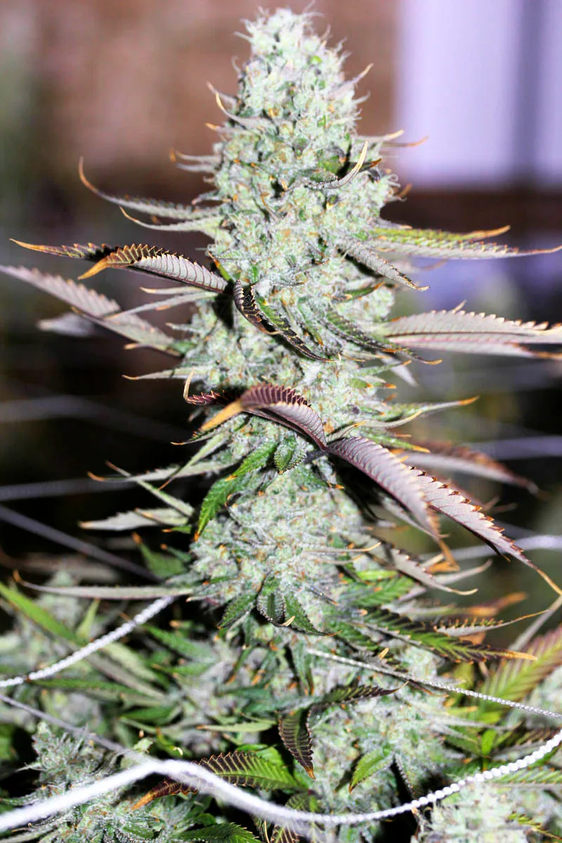 Auto Opium 2