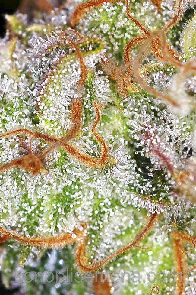 Auto Opium