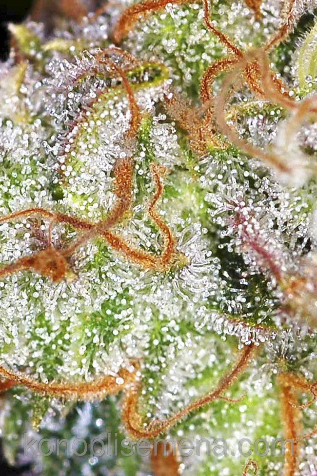 Auto Opium 3