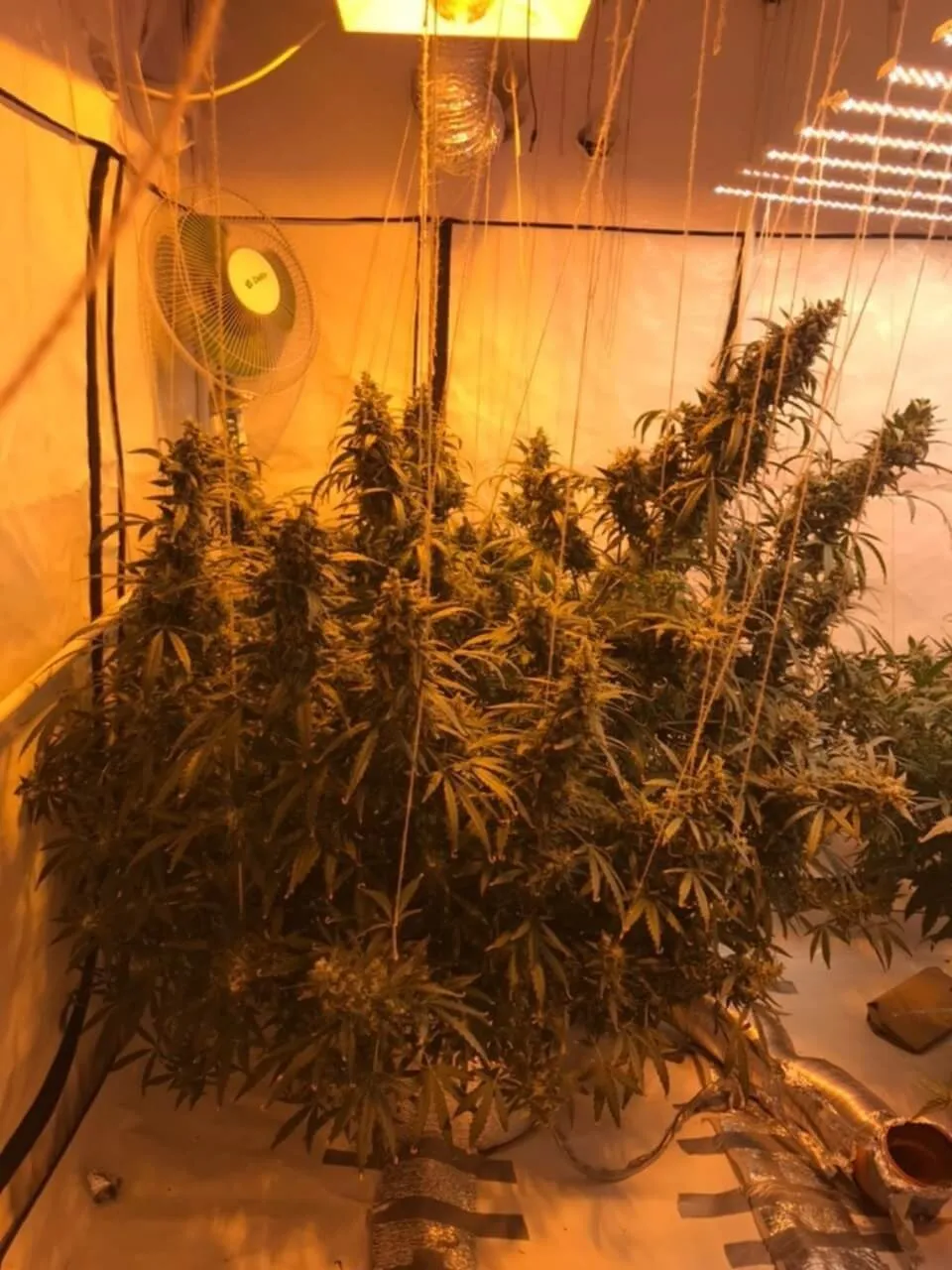 Auto Opium 4