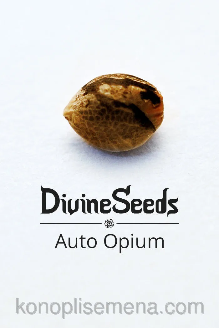 Auto Opium 6