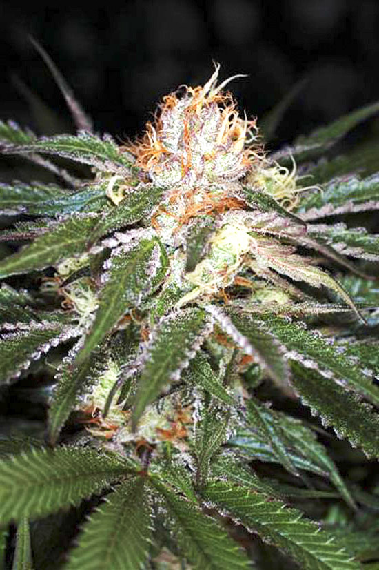 Auto White Widow