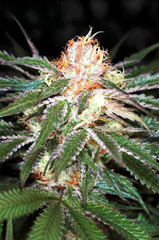 Auto White Widow