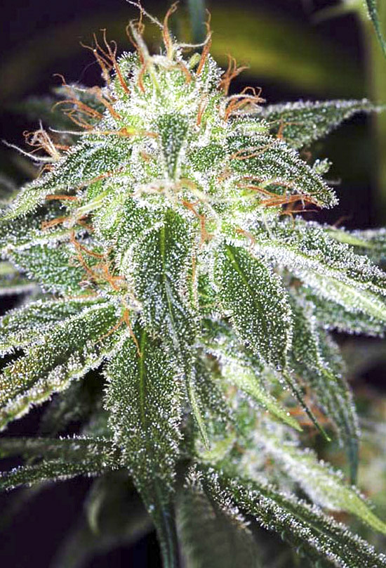 Auto White Widow