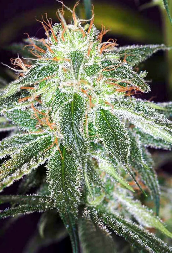 Auto White Widow 2