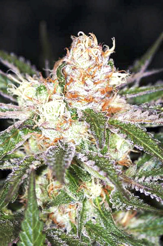 Auto White Widow