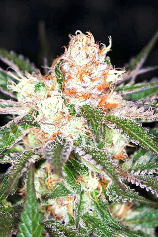 Auto White Widow 3