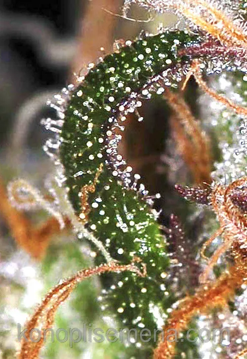 Auto White Widow 4