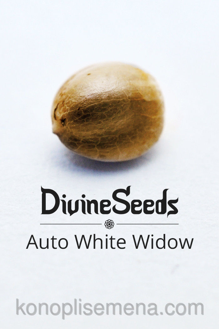 Auto White Widow
