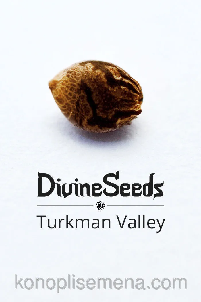 Turkman Valley 5