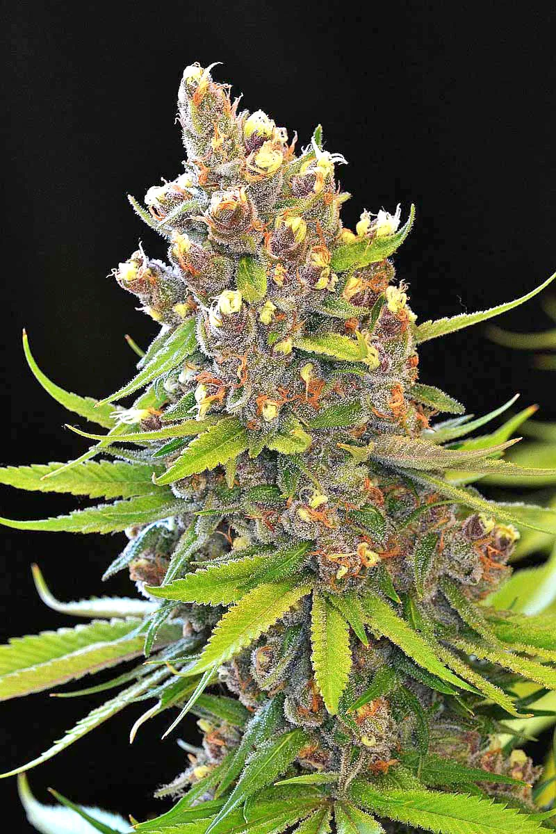 Hindu Kush