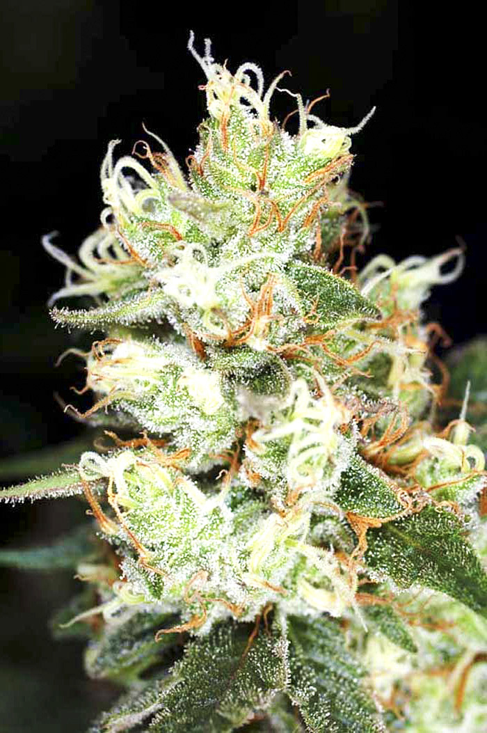 Hindu Kush