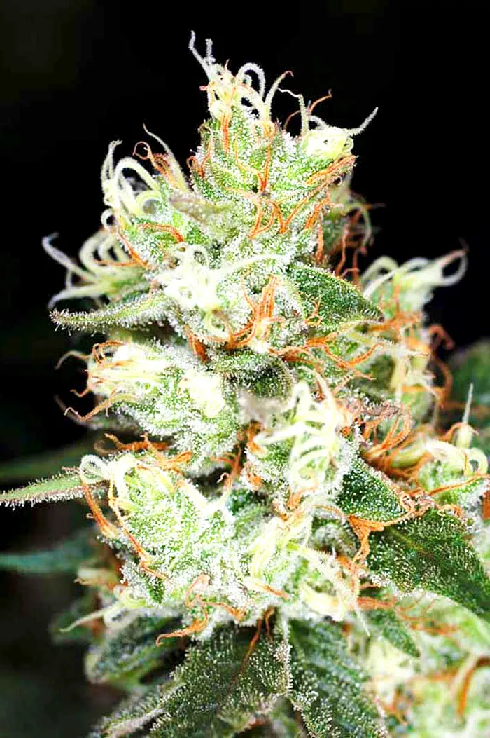Hindu Kush 2