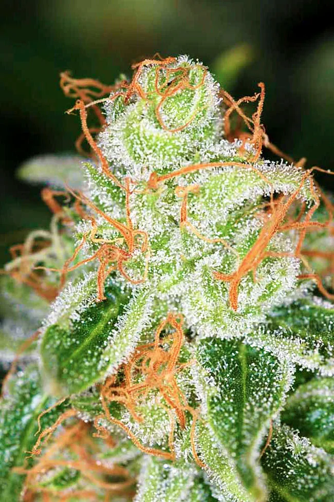 Hindu Kush 3