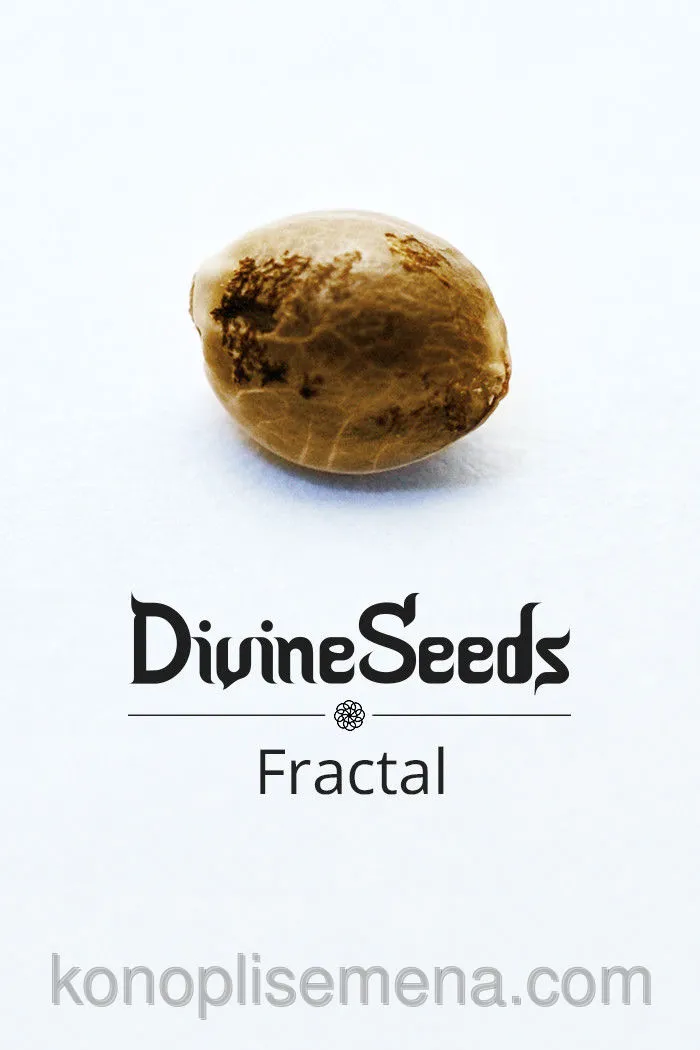 Fractal 6